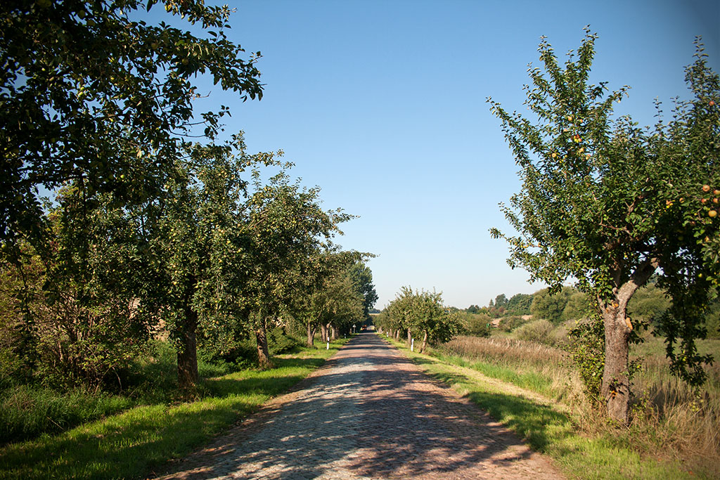 Die Straße von Krosigk nach Merbitz führt entlang der Apfelbaumallee zum alten Standort des Frößnitzsteins.